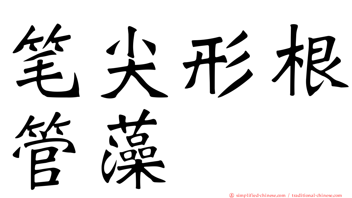 笔尖形根管藻