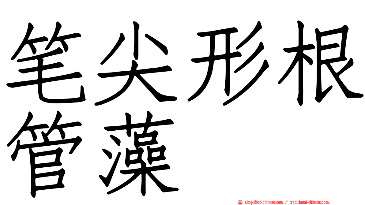 笔尖形根管藻