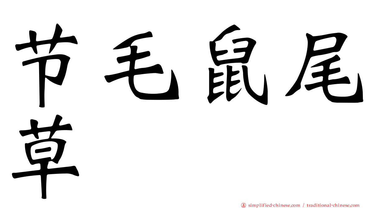 节毛鼠尾草