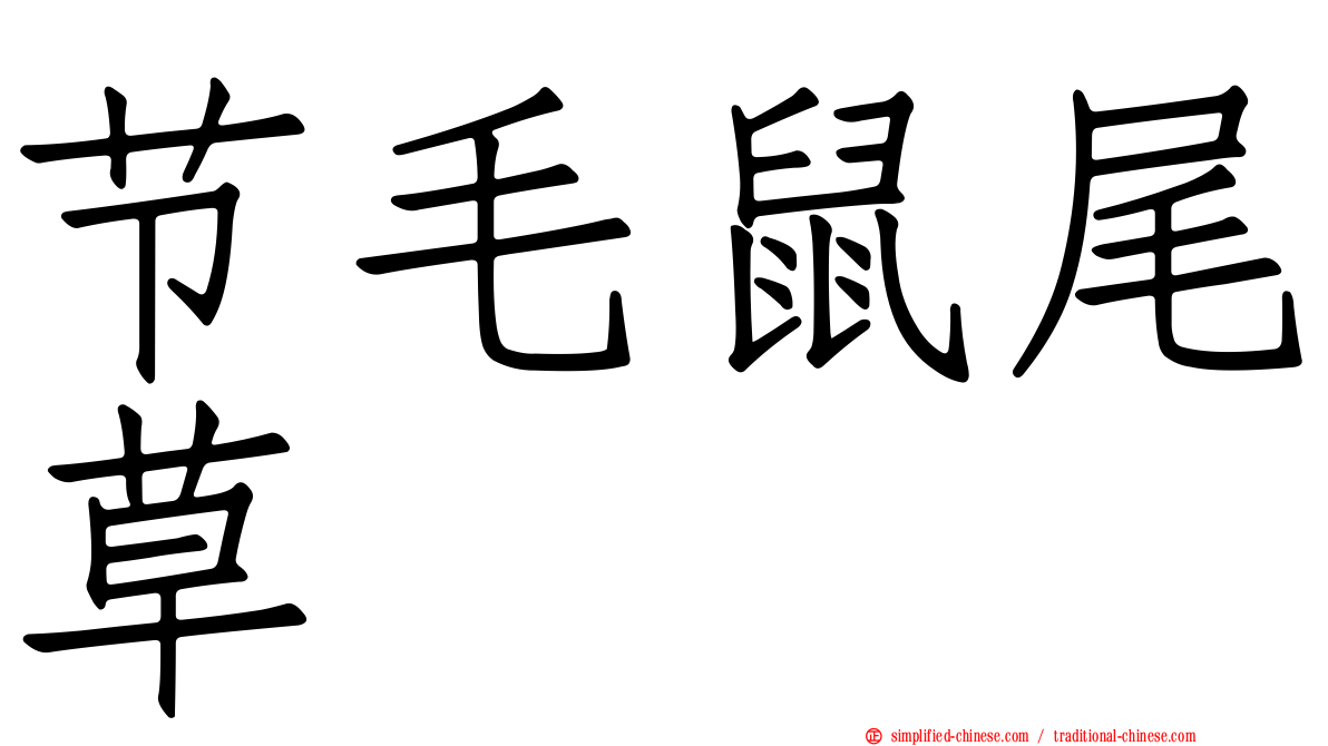 节毛鼠尾草