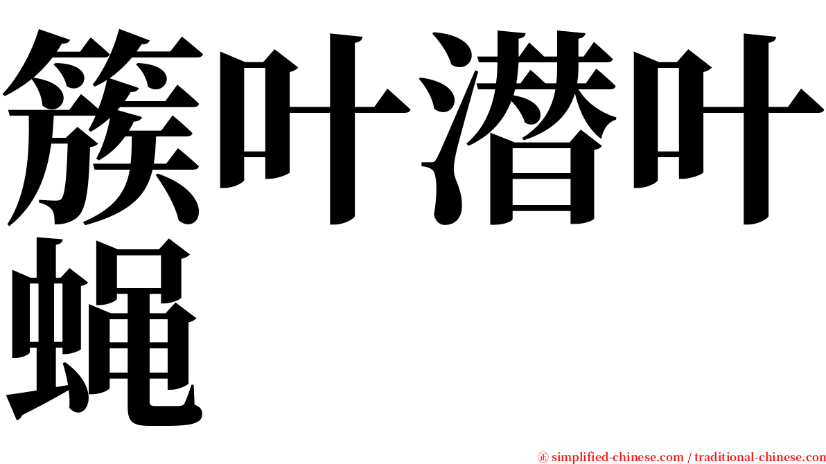 簇叶潜叶蝇 serif font