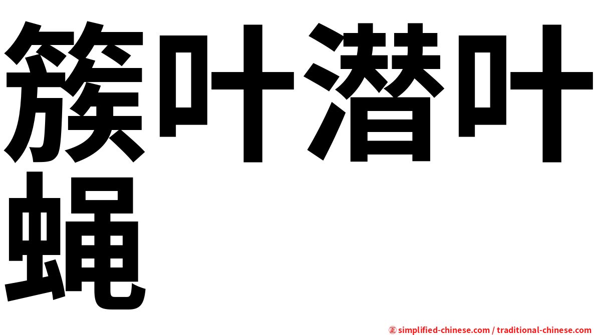 簇叶潜叶蝇
