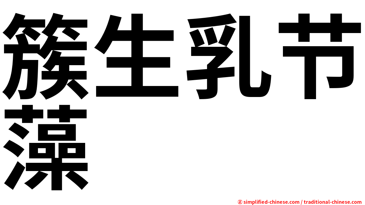 簇生乳节藻