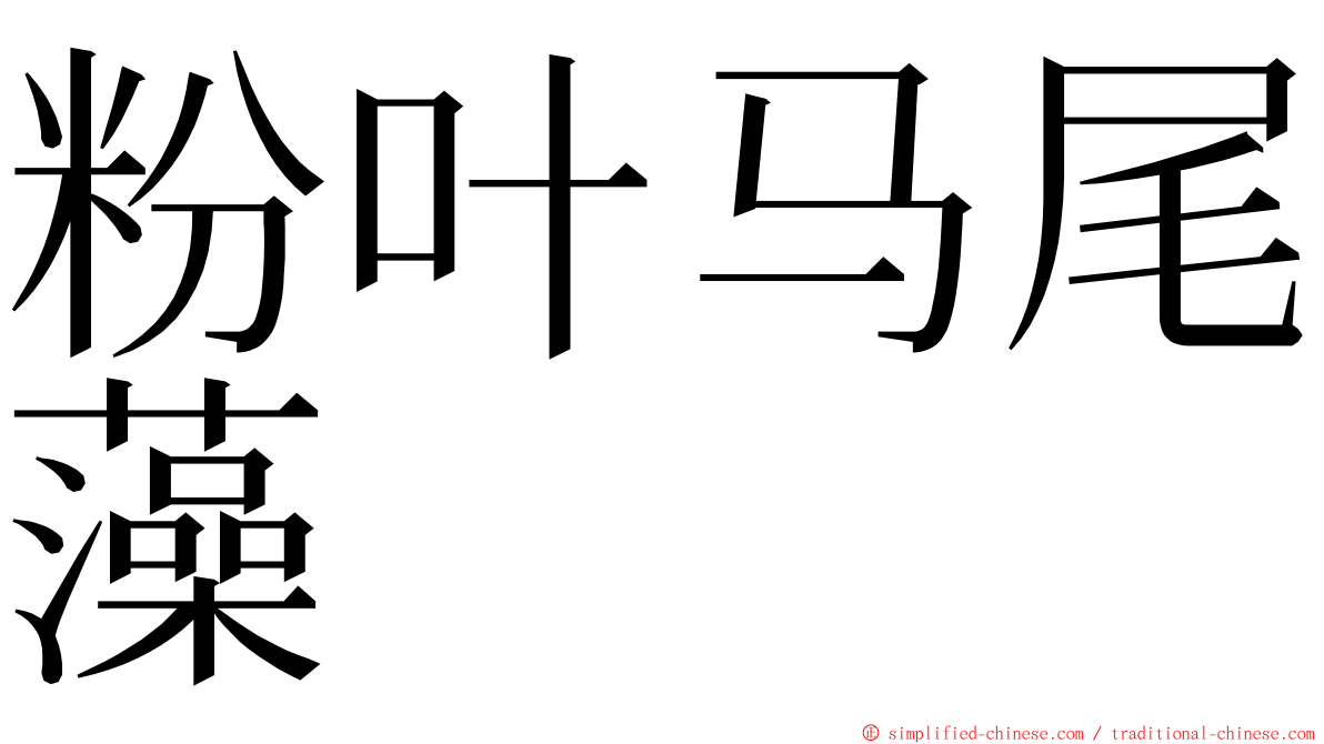 粉叶马尾藻 ming font