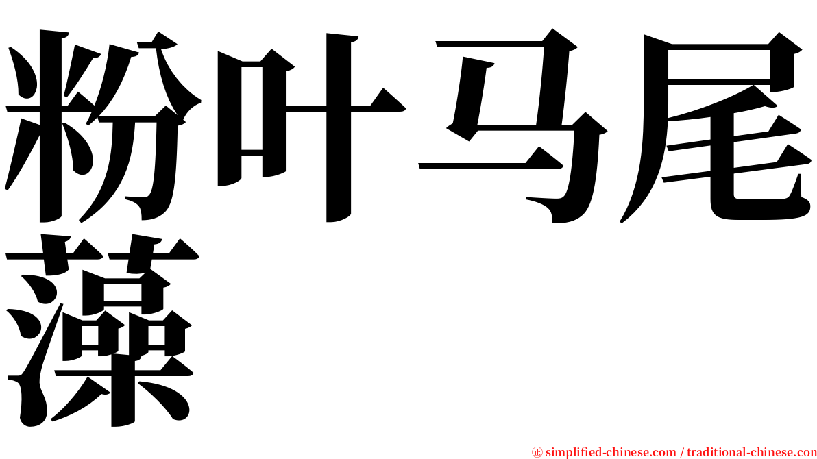 粉叶马尾藻 serif font