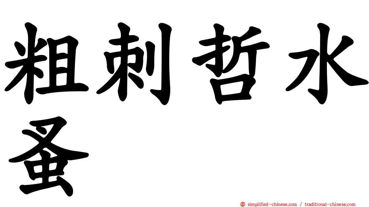 粗刺哲水蚤