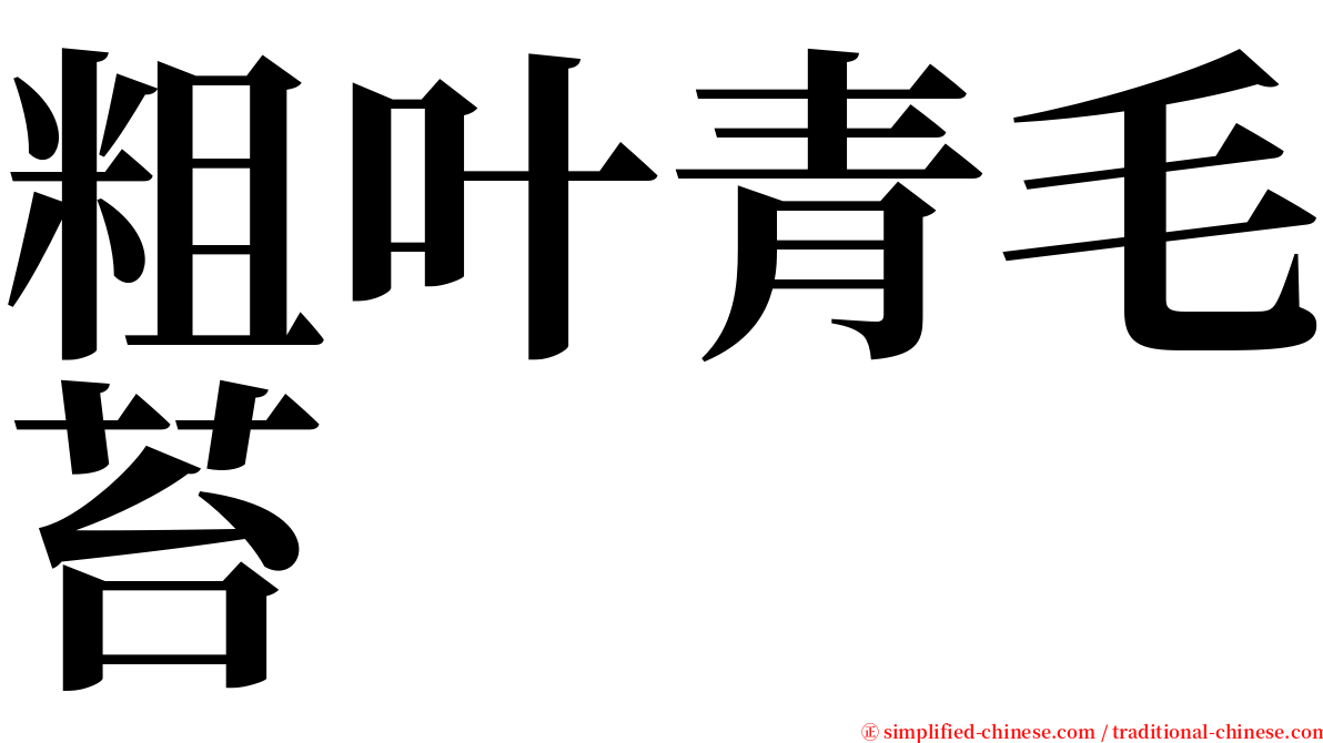 粗叶青毛苔 serif font