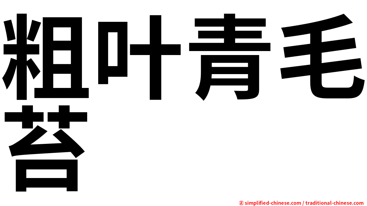 粗叶青毛苔