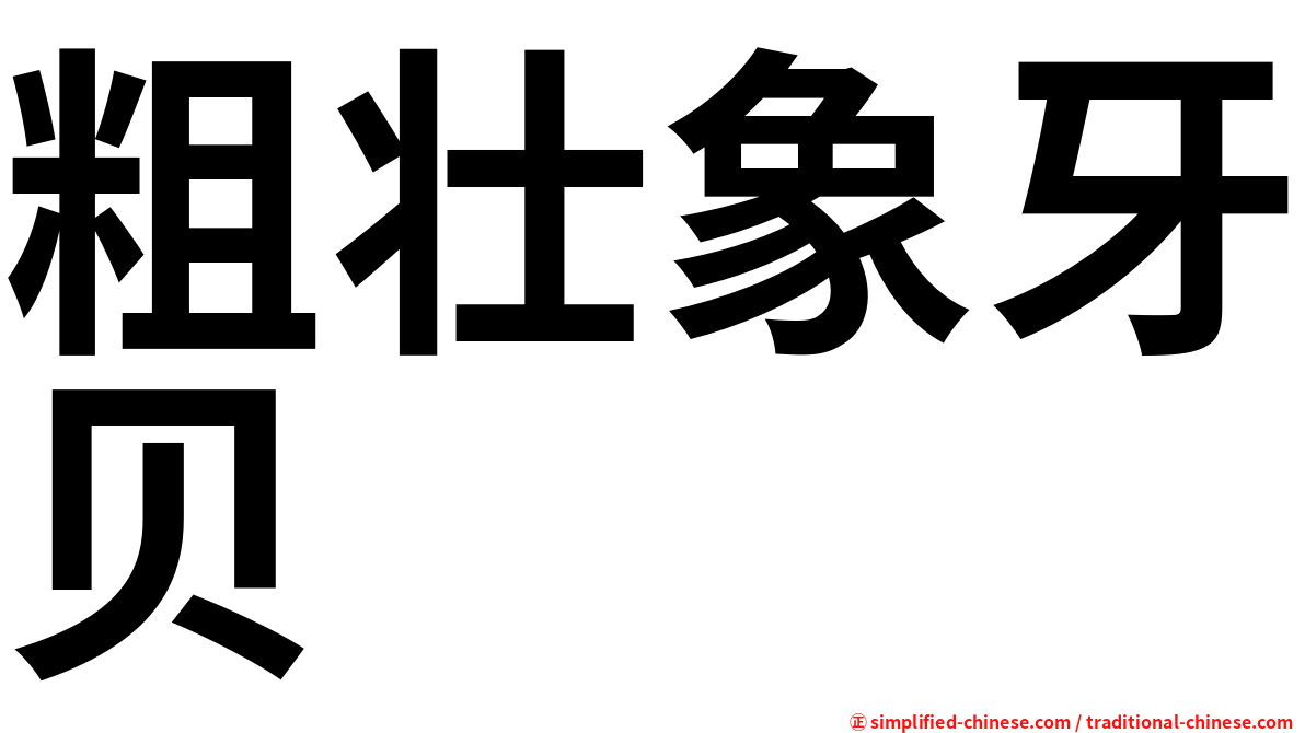 粗壮象牙贝