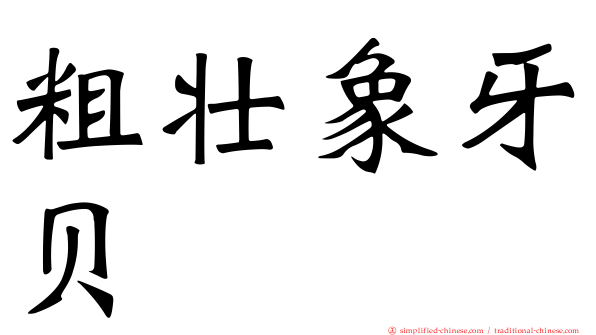 粗壮象牙贝