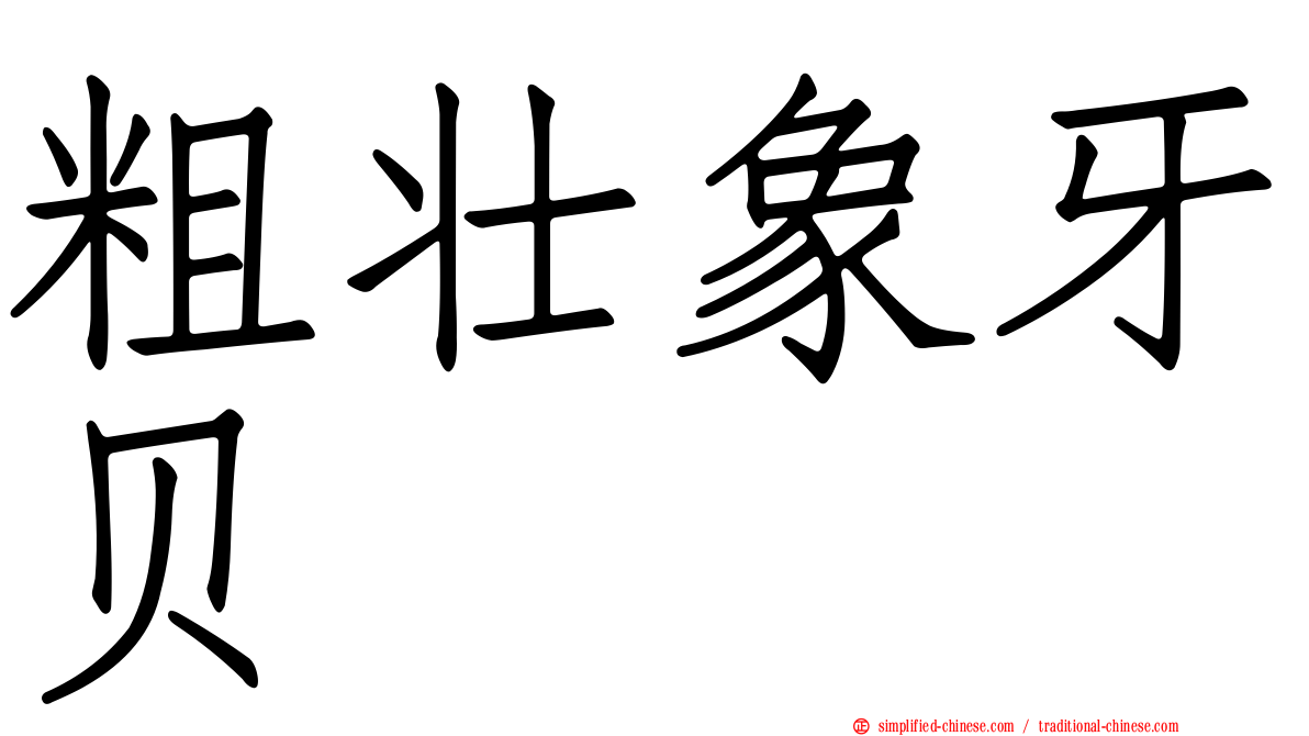粗壮象牙贝
