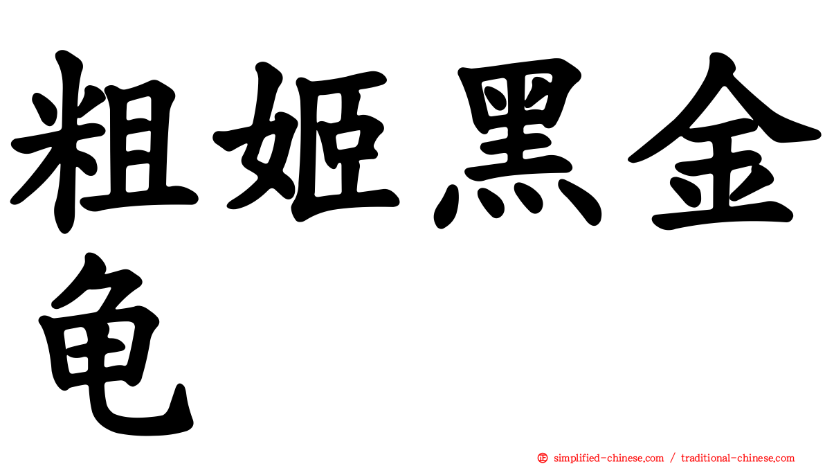粗姬黑金龟