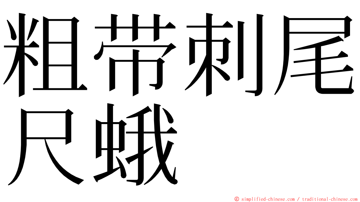 粗带刺尾尺蛾 ming font