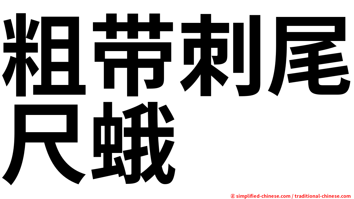 粗带刺尾尺蛾
