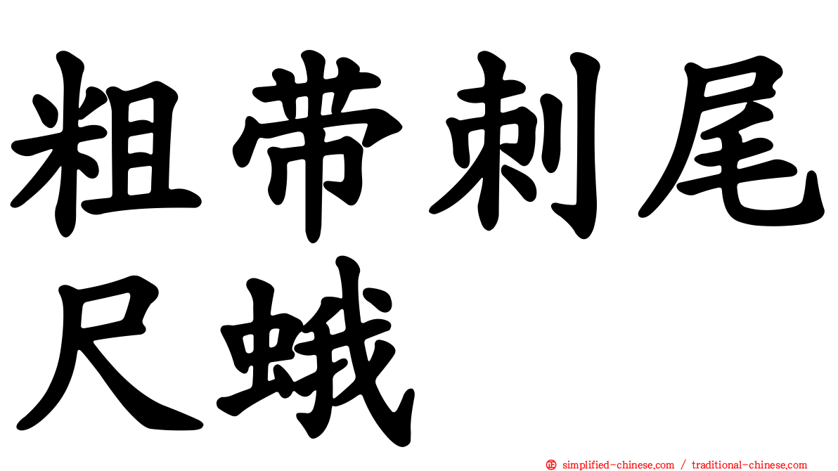 粗带刺尾尺蛾