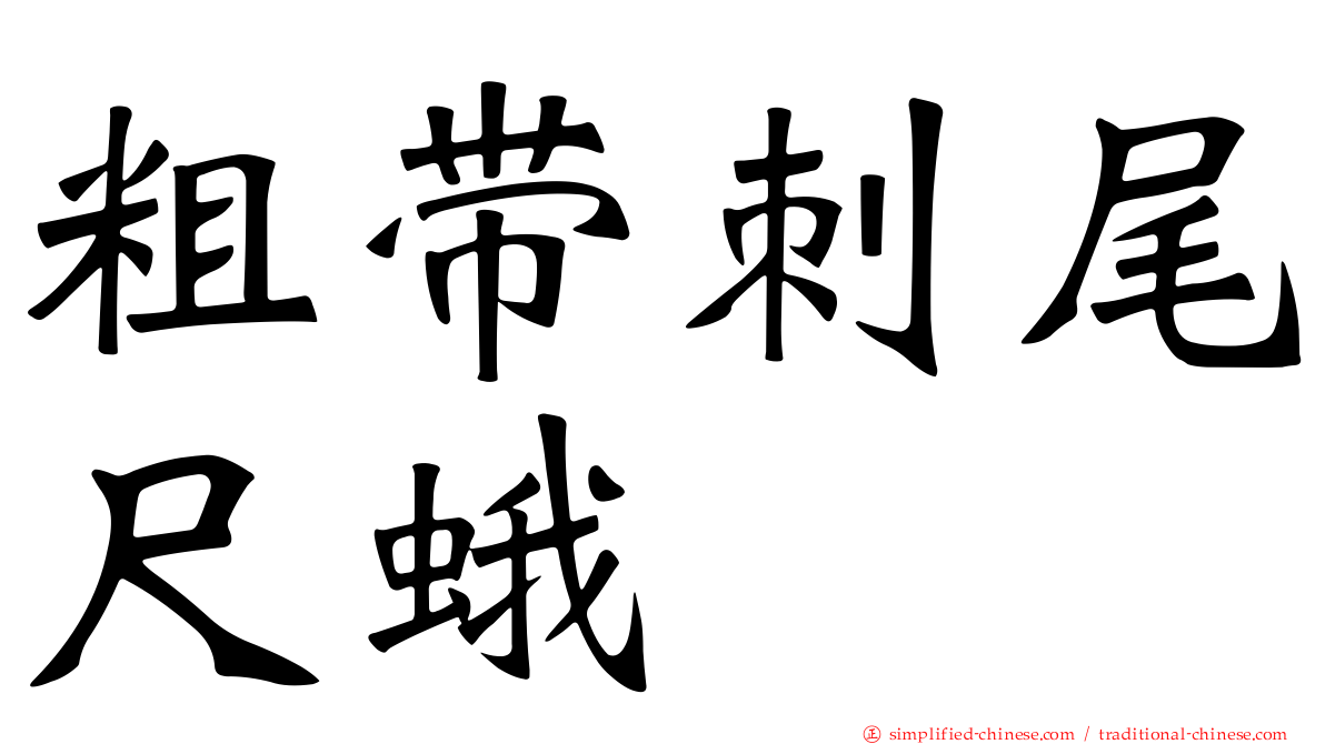 粗带刺尾尺蛾