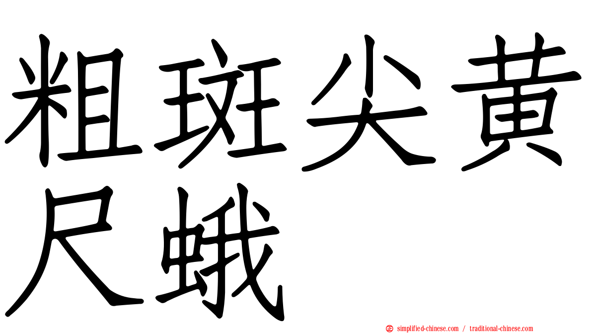 粗斑尖黄尺蛾