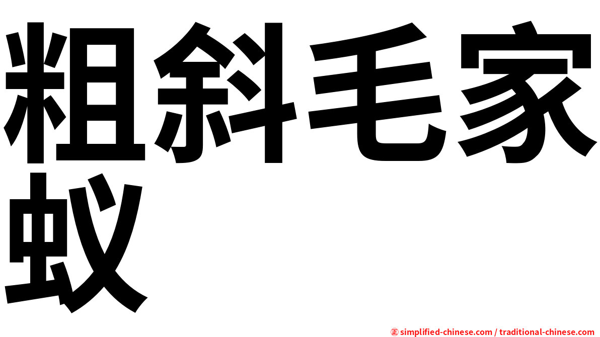 粗斜毛家蚁