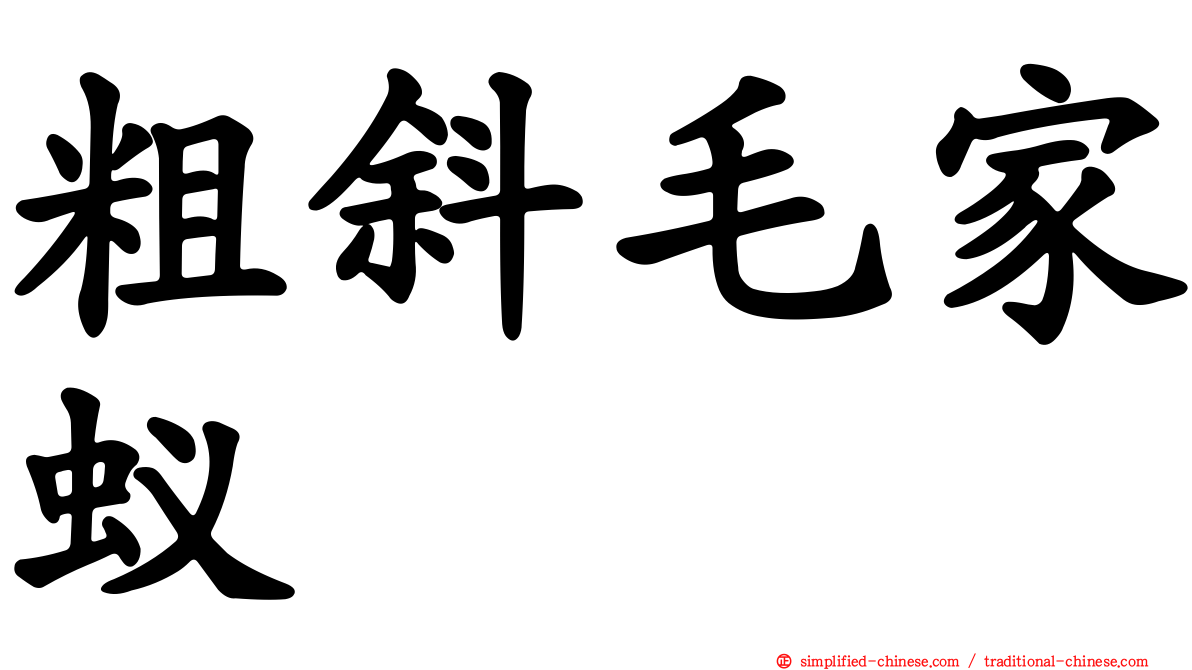 粗斜毛家蚁