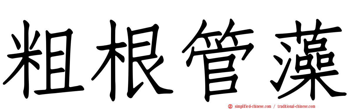 粗根管藻