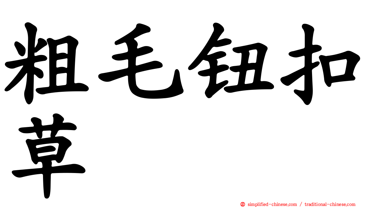 粗毛钮扣草
