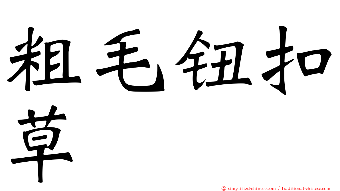 粗毛钮扣草