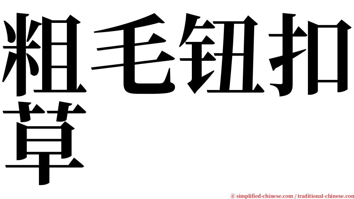 粗毛钮扣草 serif font