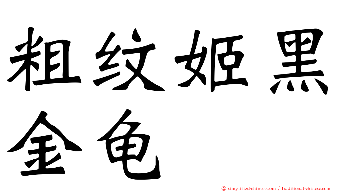 粗纹姬黑金龟
