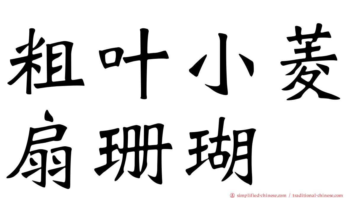 粗叶小菱扇珊瑚