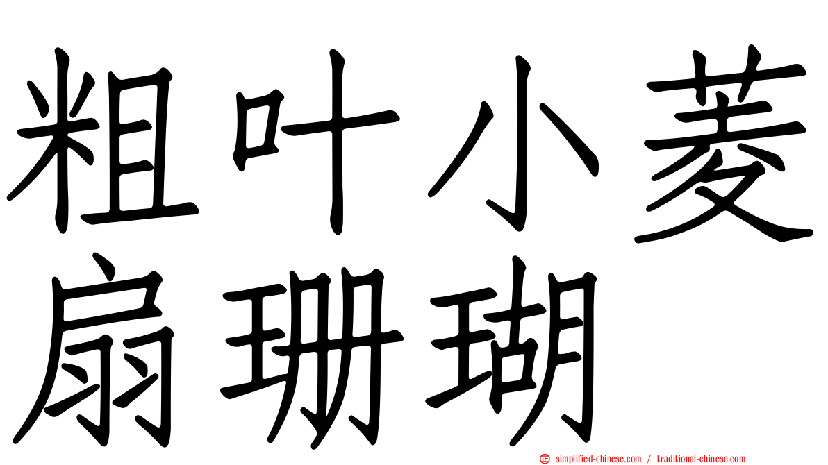 粗叶小菱扇珊瑚