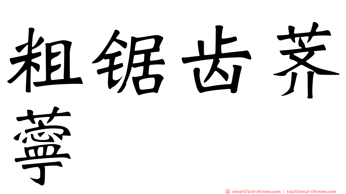 粗锯齿荠苧