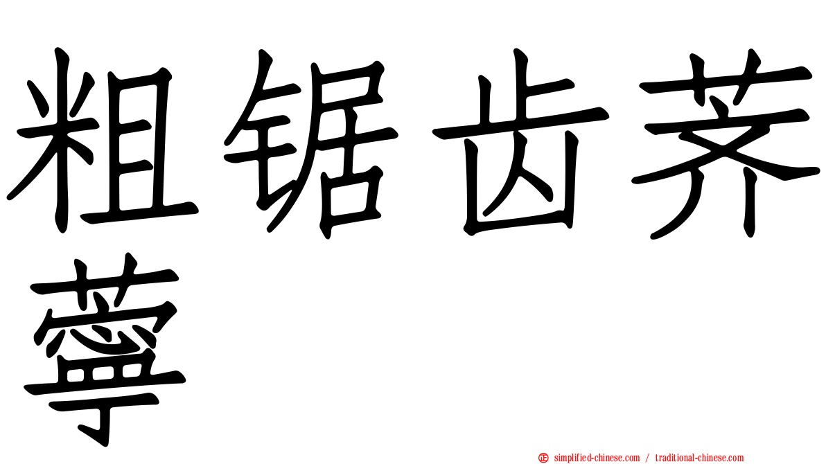 粗锯齿荠苧