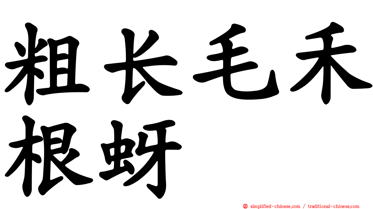 粗长毛禾根蚜