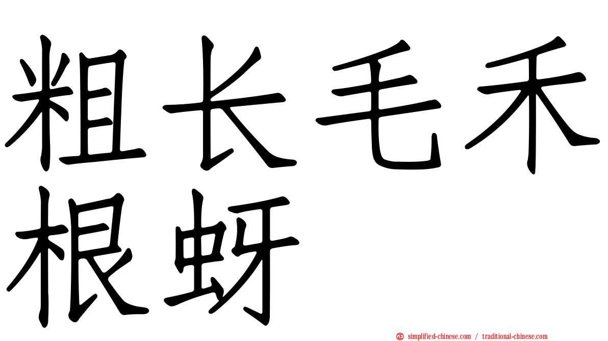 粗长毛禾根蚜