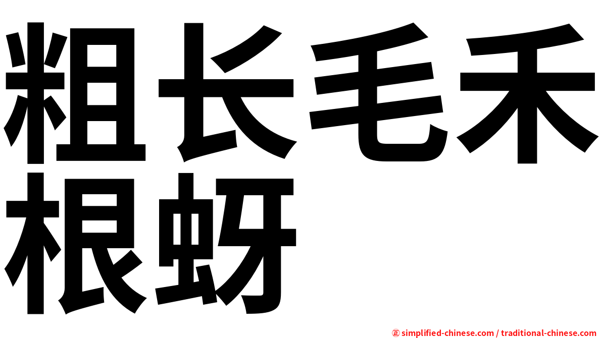 粗长毛禾根蚜