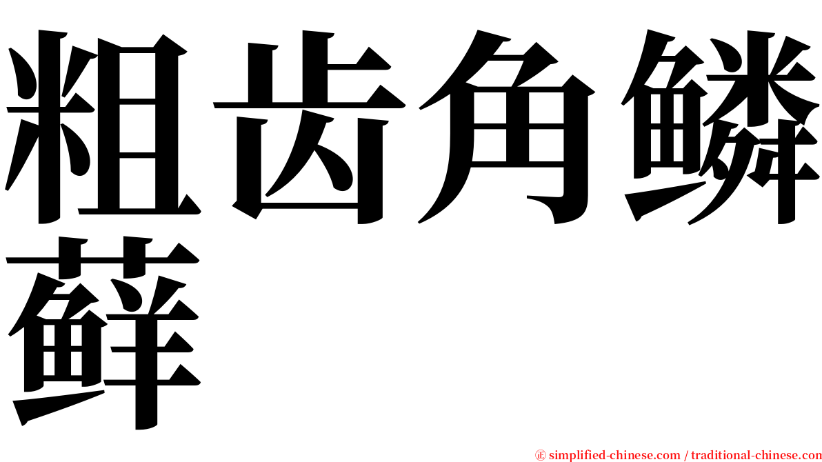 粗齿角鳞藓 serif font