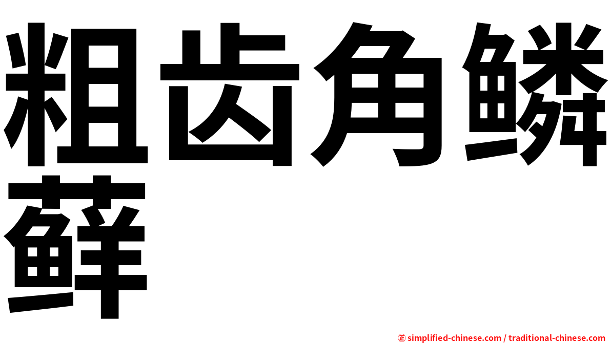 粗齿角鳞藓