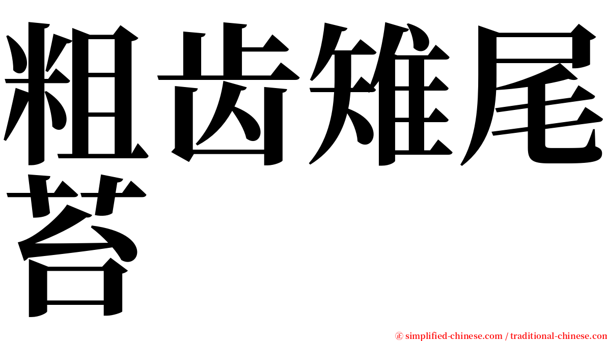 粗齿雉尾苔 serif font
