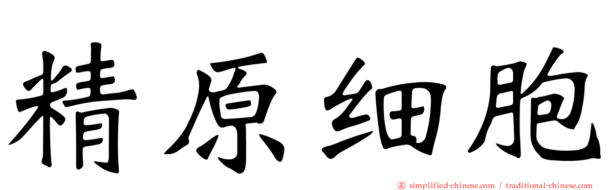 精原细胞