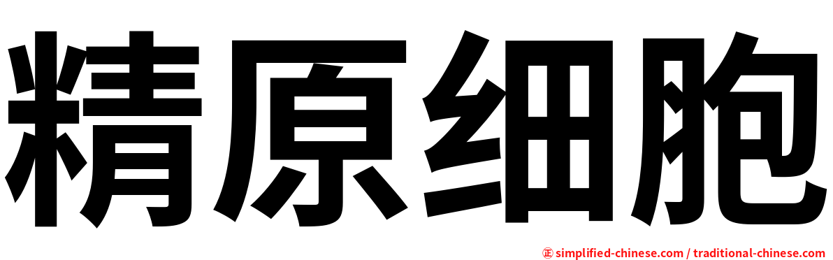精原细胞
