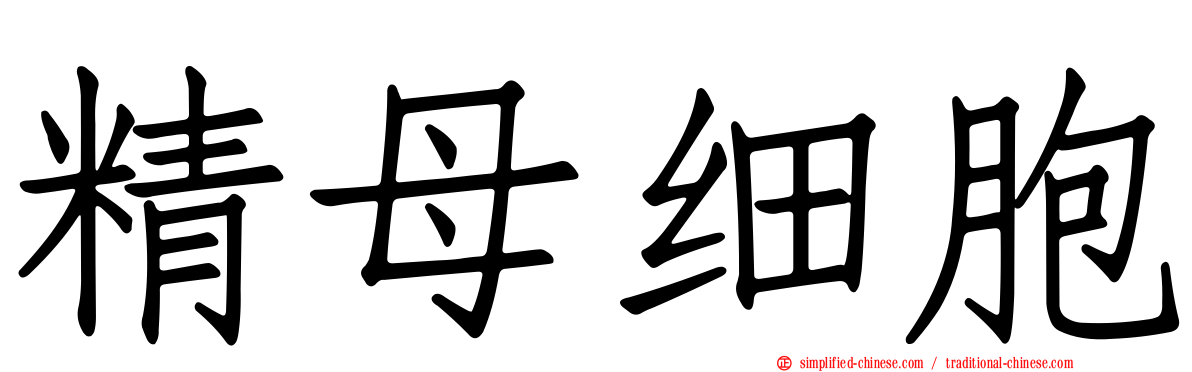 精母细胞