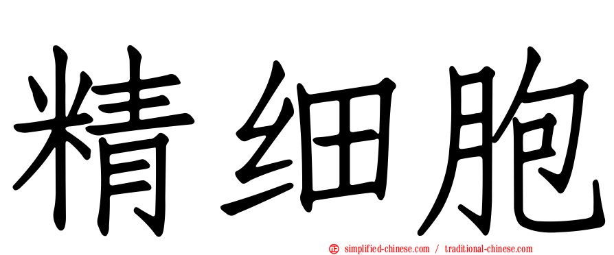 精细胞
