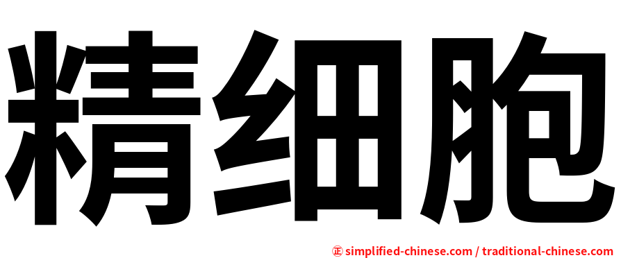 精细胞