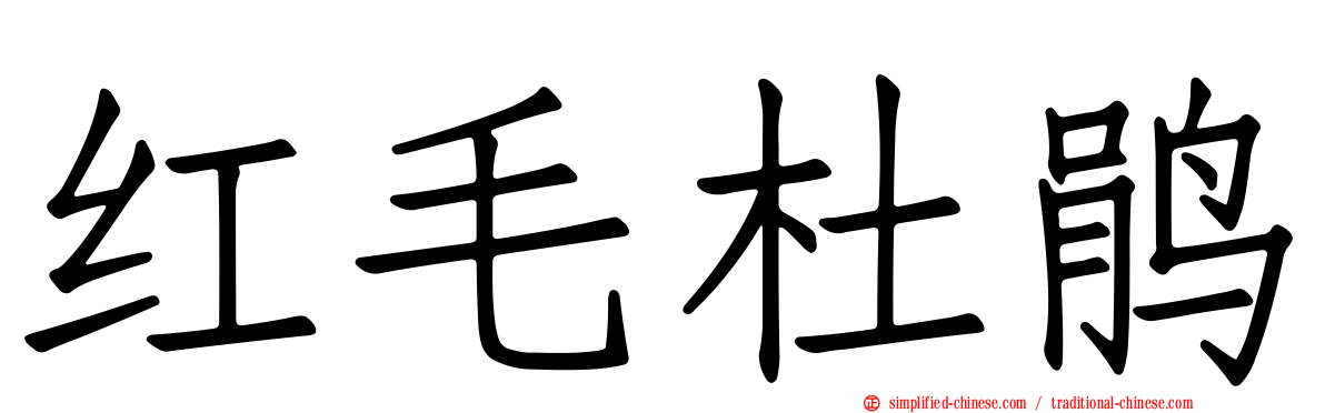 红毛杜鹃