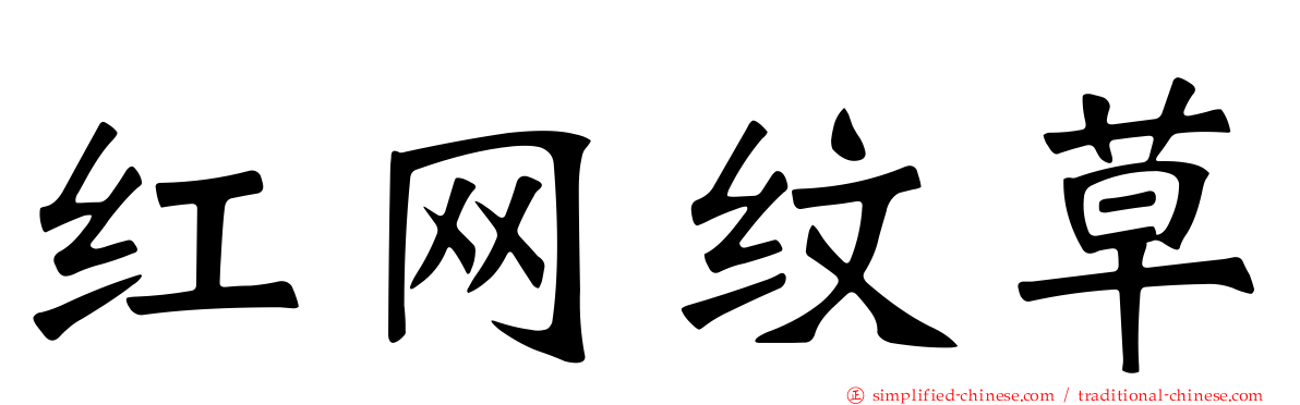 红网纹草