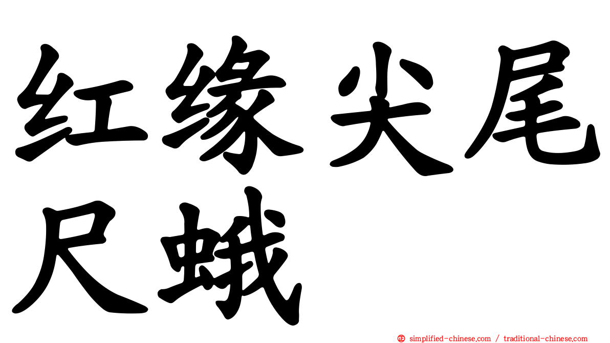 红缘尖尾尺蛾