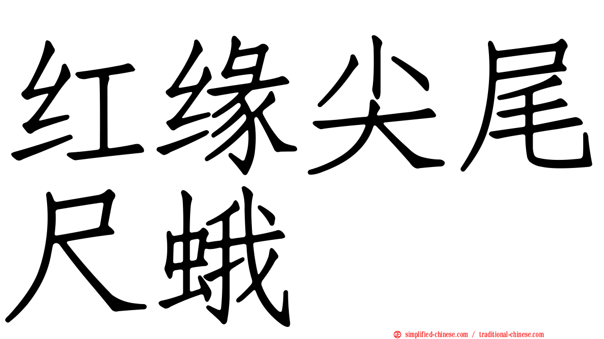 红缘尖尾尺蛾