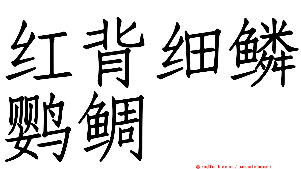 红背细鳞鹦鲷