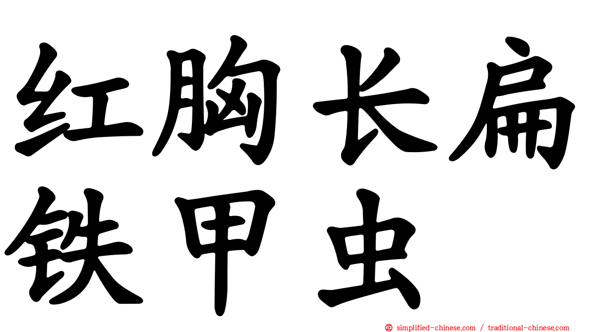 红胸长扁铁甲虫