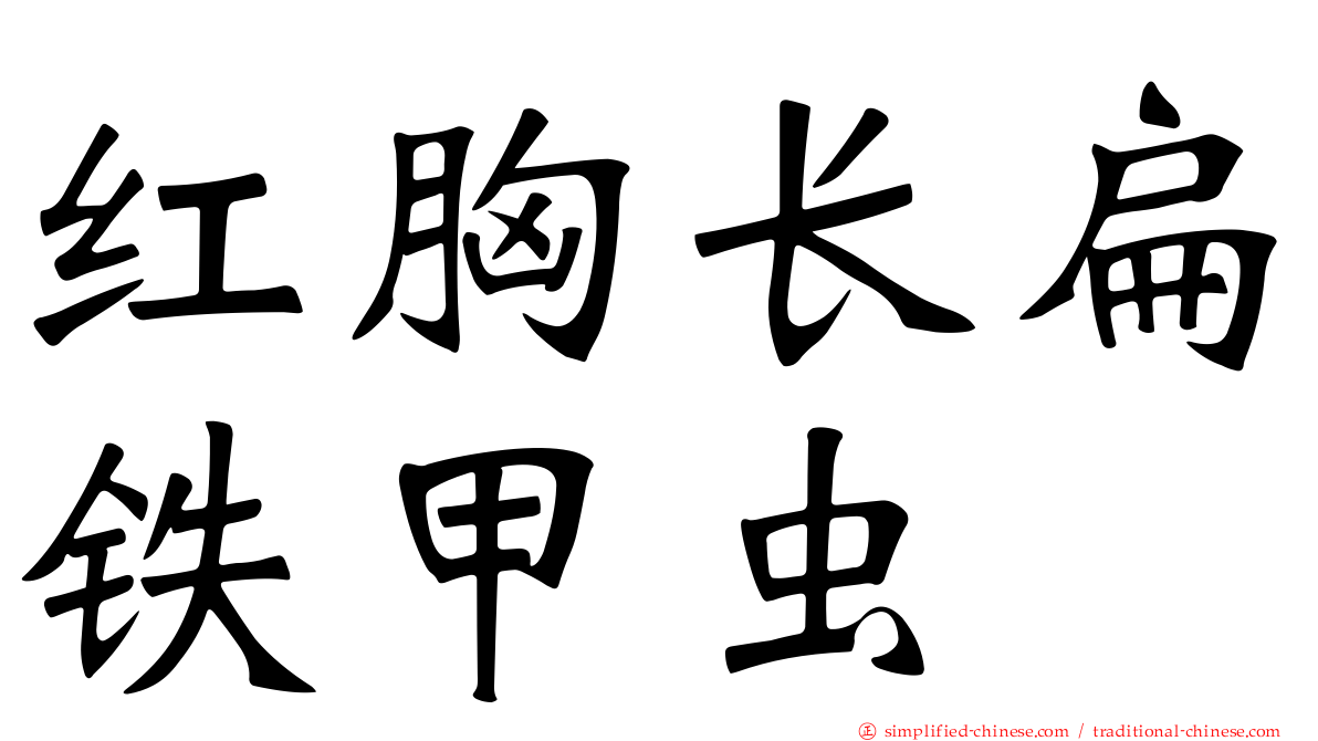 红胸长扁铁甲虫